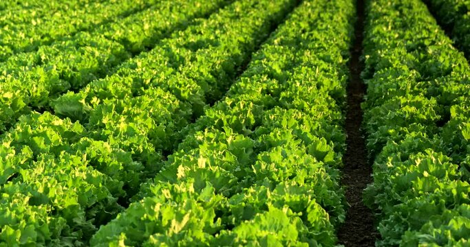 A green row of fresh crops grow on an agricultural farm field in the Santa Ynez Valley, California USA