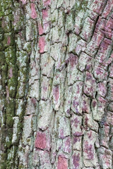 Tronco de un árbol