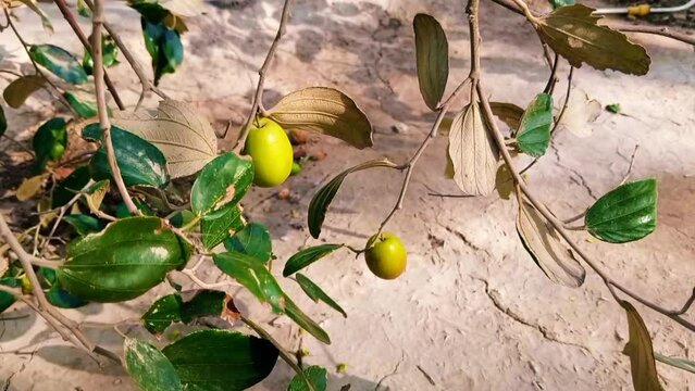 Fresh Jujube Fruit Stock Video,
Close-up, Film - Moving Image, Agricultural Field, Agriculture, Autumn, Beauty In Nature, Berry Fruit, Fruit On Tree.
