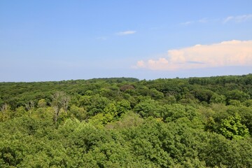 High angle view of tree cover in a dense forest 