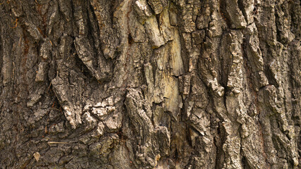 Bark pattern is seamless texture from tree. For background wood work, Bark of brown hardwood, thick...