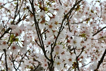 Japanese Cherry Blossom trees (Prunus serrulata) also known as Sakura