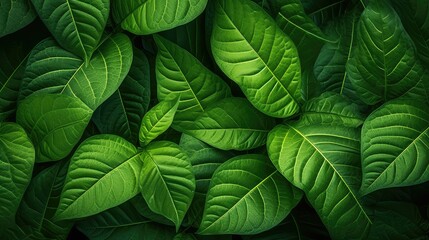 green organic leaves background