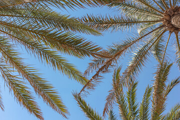 Palm trees on the background of a blue sunny sky
