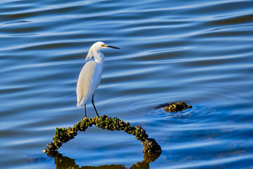 Snowy Egret (Egretta thula)
