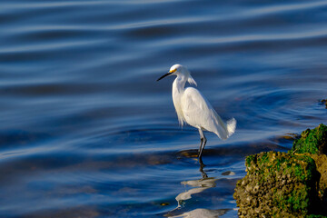 Snowy Egret (Egretta thula)
