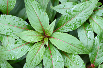 Fresh green leaf background in a tropical rainforest