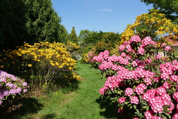 Rhododendrongarten und Azaleengarten im Schlossgarten Schloss Königshain