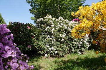 Fototapeta na wymiar Rhododendrongarten und Azaleengarten im Schlossgarten Schloss Königshain