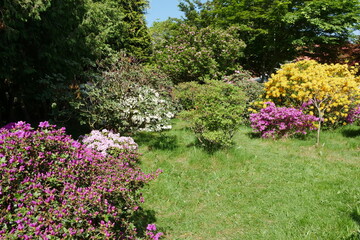 Rhododendrongarten und Azaleengarten im Schlossgarten Schloss Königshain