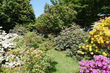 Rhododendrongarten im Schlosspark Schloss Königshain