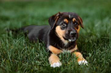 cute German Shepard / Husky puppy on the grass