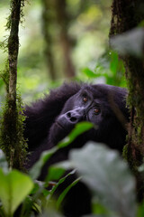 Gorilla Resting in the Forest
