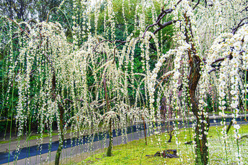 京都、城南宮のしだれ梅