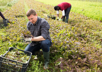 Experienced farmer hand harvesting crop of organic red mizuna leaves on vegetable plantation