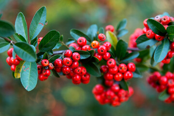 Obraz premium View of the red berries in autumn