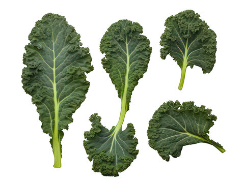 Set of kale isolated on transparent background, transparency image, removed background