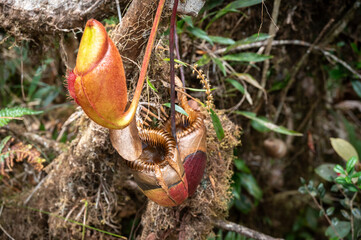 Nepenthes of Borneo growing in the forest in Kinabalu Park, Malaysia. Nepenthes is a genus of carnivorous plants, also known as tropical pitcher plants, or monkey cups.