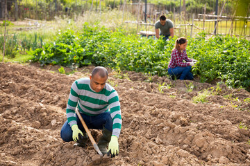 Focused African American working with hoe in kitchen garden, tilling soil before planting...