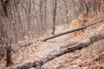 selective blu on wooden trunks obstructing the way of a forest trail, a path, in autumn, in a serbian forest, with trees and brown leaves with fall colors.