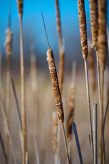 Reeds in the wind...seasonal change.
