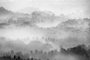 Fog over forest in Java, Indonesia