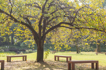 autumn tree and empty benches on the field of kiyosumi japanese park in tokyo