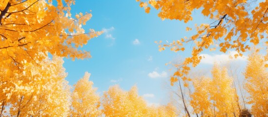 A view of the autumn sky peeking through a dense grove of trees filled with vibrant yellow leaves. The canopy of foliage creates a striking contrast against the clear, blue sky.