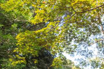 autumn leaves of the tree in kiyosumi japanese park in tokyo