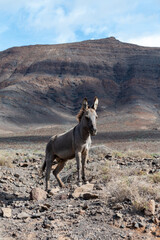 Grey donkey and rocky volcanic landscape of south part of Fuerteventura island, farming on Canary...