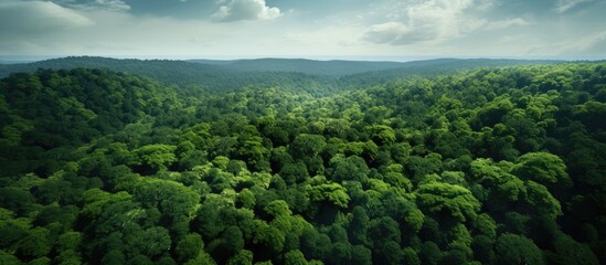 This aerial view captures the expansive lush green forest with towering majestic tree tops. The...