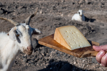 Goat cheese and goats on volcanic rocks and hillsides on Fuerteventura, Canary islands, Spain in...