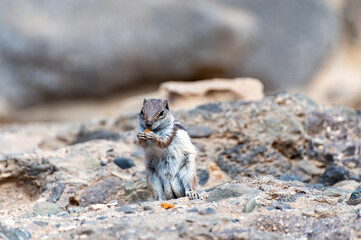 Chipmunk or barbary ground squirrel animal sits on dark lava stones in sun lights on Fuerteventura, Canary Islands, Spain