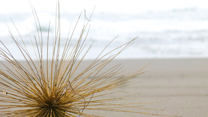 Spinifex grass seed head. also called running grass, rolling grass, or wind gras. it has sharp spines and brown color. grow in the edge of sand dunes beach. coastal vegetation.
