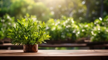 Sunlit Plant in Pot on Wooden Table with Green Forest Backdrop, To provide a high-quality and visually appealing stock photo of a potted plant in a