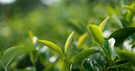 Green tea tree fresh leaves in eco herbal farm. Tree tea plantations in morning sun light. Freshness herbal natural garden farmland. Drinking organic relax heath plant. Green tea tree in farm