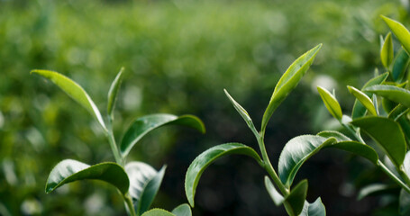 Green tea tree fresh leaves in eco herbal farm. Tree tea plantations in morning sun light. Freshness herbal natural garden farmland. Drinking organic relax heath plant. Green tea tree in farm