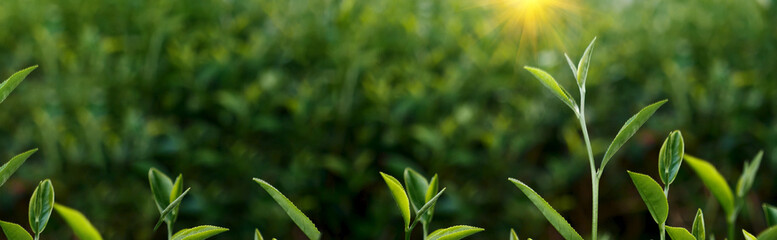 Banner Green tea tree leaves field young tender bud herbal Green tea tree in camellia sinensis organic farm. Panorama Fresh Tree tea leaf plant green nature in herbal farm background with Copy Space