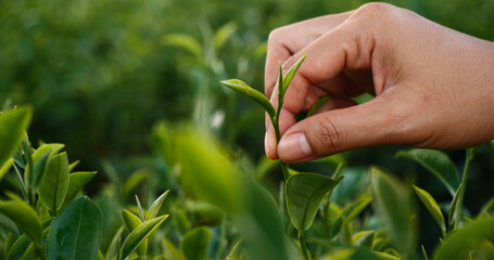 Woman Hand holding harvest plucking black green tea herbal agriculture. Woman work Black Tea farm...