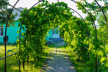 A green archway with vines growing over it