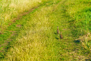 Two birds are walking on a dirt road in a grassy field