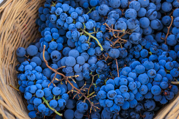 Grapes for wine production in a basket. Background with selective focus and copy space