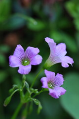 咲き誇るムラサキカタバミ