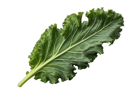 Kale isolated on transparent background, transparency image, removed background