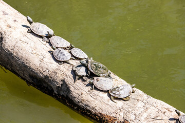 Pond Turtle at Toledo Maumee Bay State Park