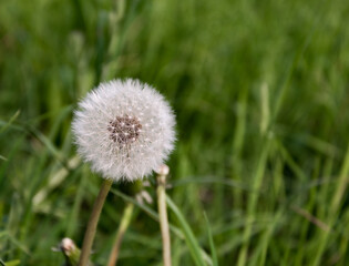 Fluffy dandelion on a background of green grass