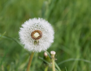 Fluffy dandelion on a background of green grass