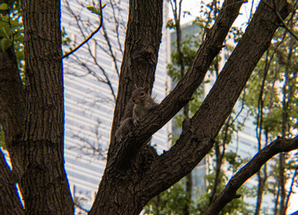 Squirrel in a City Tree
