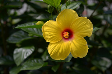 黄色いハイビスカス