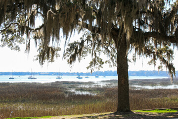 Spanish moss hanging from tree on Bay street with a marsh and water in the background with boats...